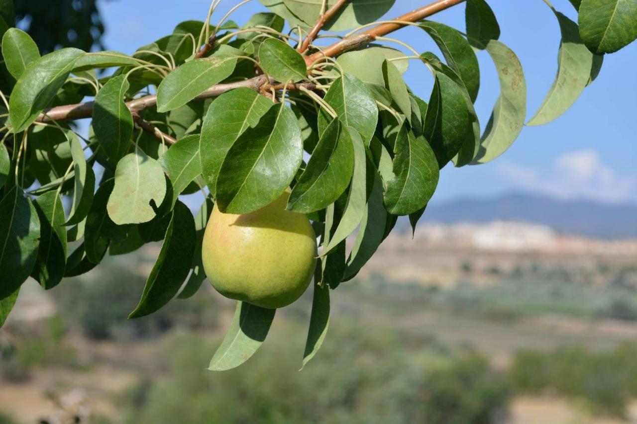 Simou Stephanie Villa מראה חיצוני תמונה